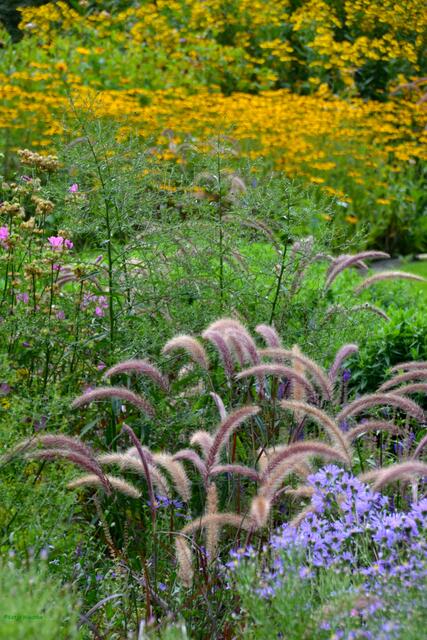 100 Jahre Stadtpark Hannover: Blütenpracht im Großen Staudengarten (Foto: Katja Woidtke)