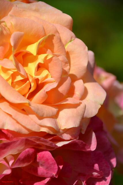 100 Jahre Stadtpark Hannover: Prachtvolle Blüten (Edelrose "Inspiration") im Rosengarten (Foto: Katja Woidtke)