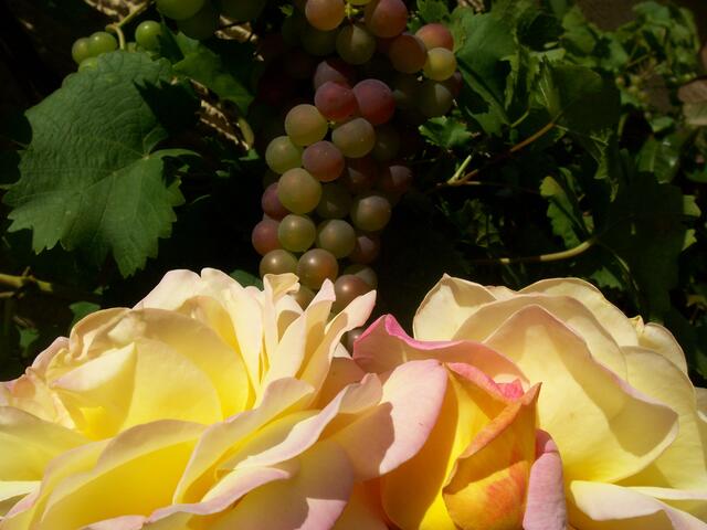 Weintraube mit Rose