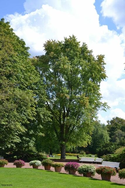100 Jahre Stadtpark Hannover (Foto: Katja Woidtke)