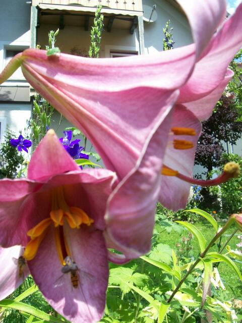 Lilie mit Besuch