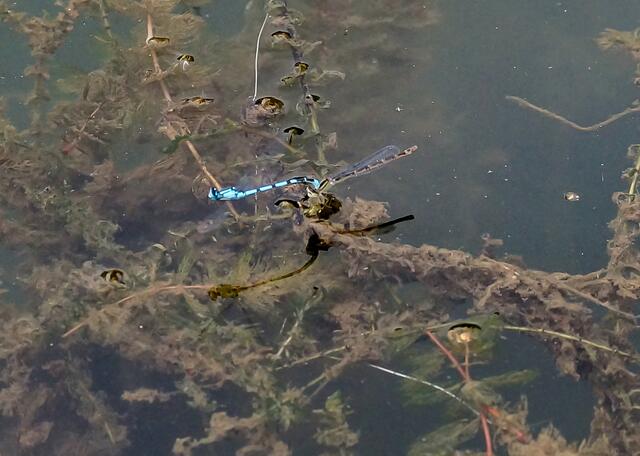 Ein Männchen und Weibchen der Gemeinen Becherjungfer suchen einen Platz zur Eiablage.