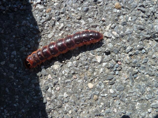 Sie war sehr schnell,sonst hätte ich näher an sie rangehen können.