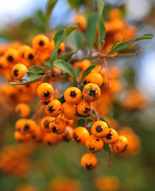 Herbst