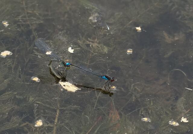 Das Weibchen im Tandemgriff bei der Eiablage. Wir sehen hier Männchen und Weibchen vom Kleinen Granatauge bei der Eiablage in schwimmende Wasserpflanzenteile.