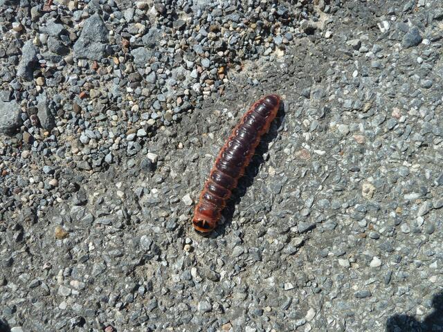 Wäre schade wenn man sie zertreten hätte.