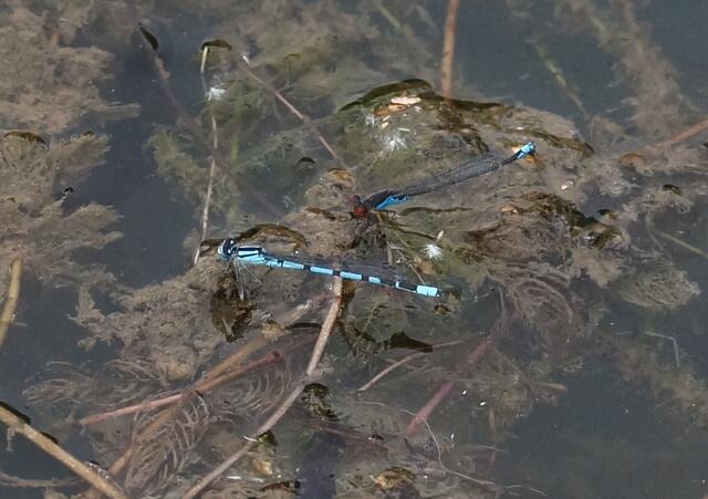 Hier entdecken wir auch das Männchen der Gemeinen Becherjungfer (Enallagma cyathigerum) und ein Kleines Granatauge (Erythromma viridulum), ebenfalls ein Männchen. (BITTE dieses und die folgenden AUFNAHMEN mit der LUPE betrachten)
