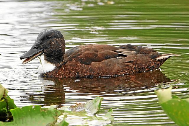 Am Nachmittag bei bewölktem Himmel "Ente 2" im südwestlichen Teichbereich