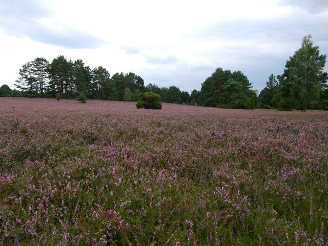 In der Misselhorner Heide, bestanden mit Besenheide, die früher zur Herstellung der Kehrgeräte verwendet wurde - daher der Name. | Foto: G. Vorreiter
