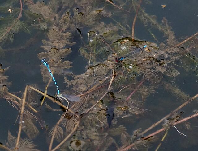 Das Pärchen der Gemeinen Becherjungfer bei der Eiablange. Das kleine Granatauge als Zuschauer rechts im Bild.