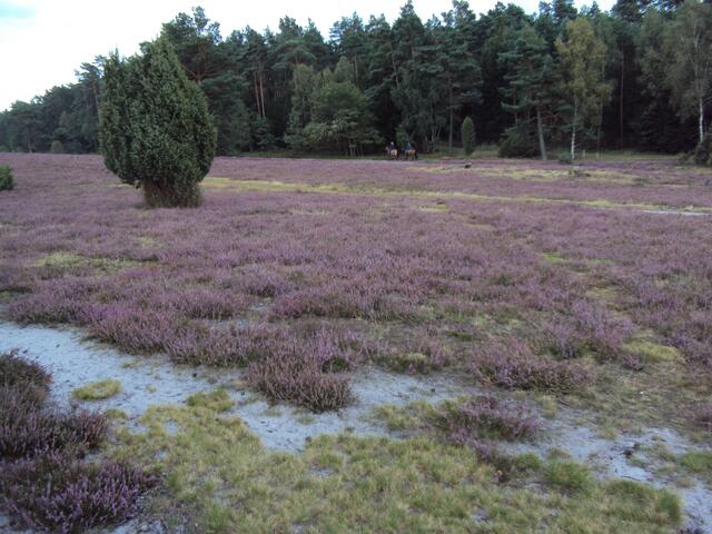 Da möchte man es doch den Reitern im Hintergrund gleich tun, so am Rande der Heidefläche die Landschaft zu genießen.