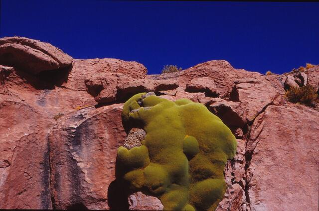 Llareta in der Puna di Atacama, ein mehr als hundertjähriges Pflanzenpolster. Llareta ist eine Koniferenart, die im Jahr 3 mm wächst.