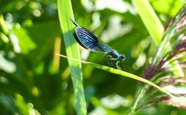 Libelle an Angelbecks Teich im August