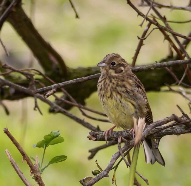 Sommer 2014 - Mein Lieblingsbild: Die Goldammer (Emberiza citrinella).  In einem kleinen Trupp waren die zur Brutzeit sehr territorialen Vögel unterwegs.