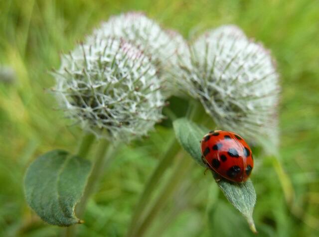 Glückskäfer auf Klettenknospe im August