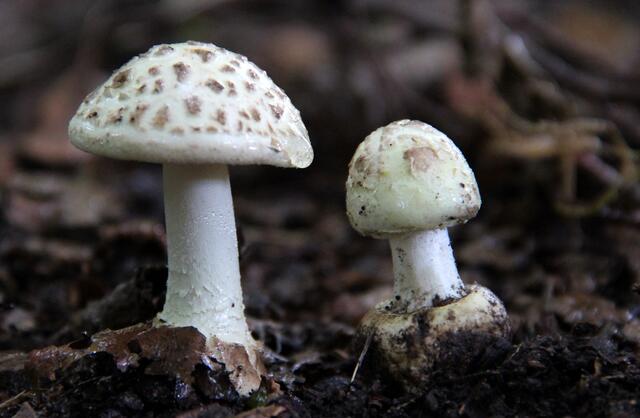 tötlich giftige Wulstlinge (Amanita)