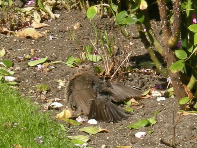 Ein Sommertag zum Wohlfühlen, meinte diese Amsel.