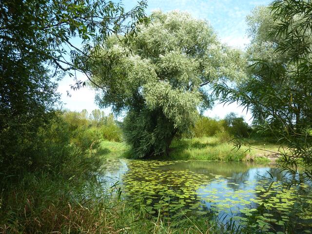Alte Weide am Leinealtarm in Schwarmstedt im August