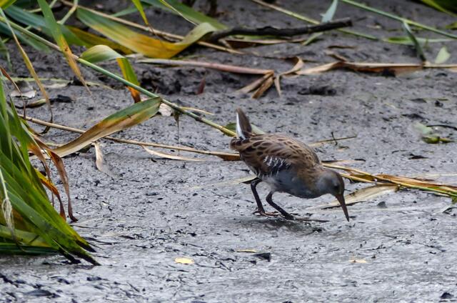 ACHTUNG! Die Wasserralle (Rallus aquaticus) wird in der Roten Liste der Brutvögel in der Vorwarnliste aufgeführt. Als scheuer Bewohner zeigte sie sich am 29. August am Würmsee.