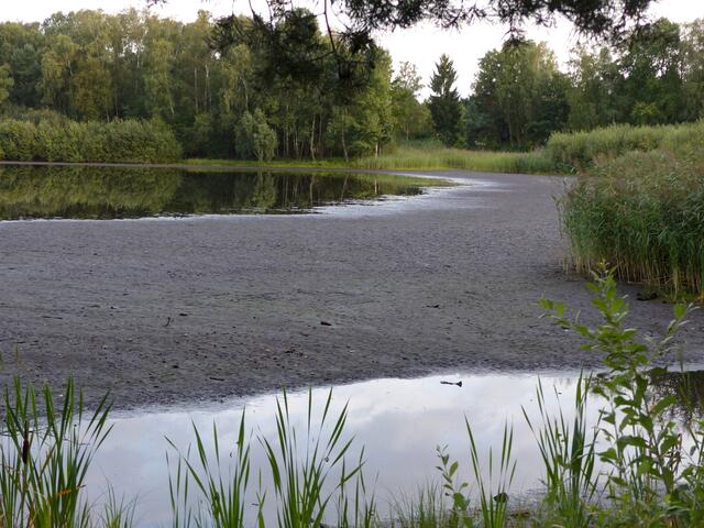 Am 29. August bot sich dem Würmseebesucher dieses Bild. Wie die Zukunft dieses Naturrefugiums "aussehen" wird, ist zur Zeit noch ungewiss. Doch es gibt auch  Besucher (Tiere), deren Bedürfnisse genau diesen Bedingungen entsprechen.