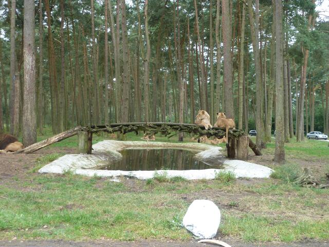 Ruheplatz für Löwen.