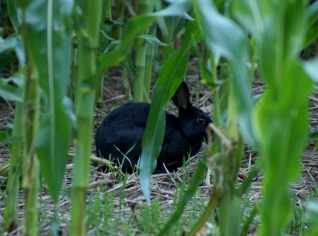 Am abendlichen Beobachtungsplatz an der Ponywiese entdeckten wir immer zur gleichen Uhrzeit, wenn die Dämmerung hereinbrach, dieses dunkle Kaninchen. Ein Aushang am Weidezaun informierte uns darüber, dass seit dem 1. Mai 2012 ein halbzahmes zugelaufenes Stallkaninchen auf der Wiese lebt, dass in Absprache mit dem Jagdpächter nicht abgeschossen oder eingefangen werden soll. Es darf weiter frei dort leben. Es wird darum gebeten, Hunde hier "bei Fuß"  oder angeleint zu führen.