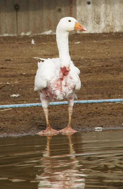 Foto: Soko Tierschutz