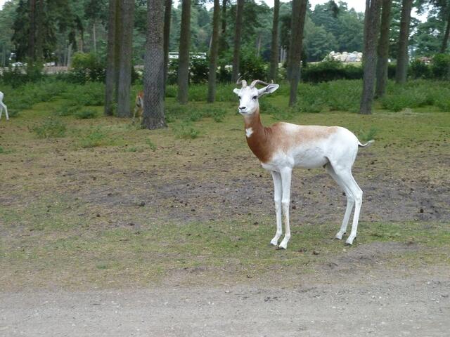 Einfach ein schönes Tier.
