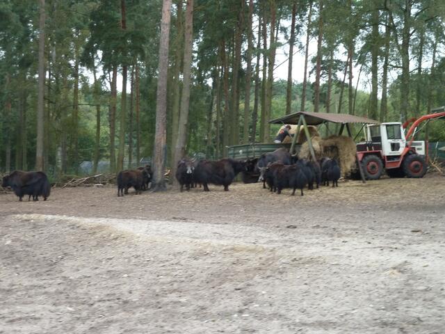 Die Bison´s werden gerade gefüttert.
