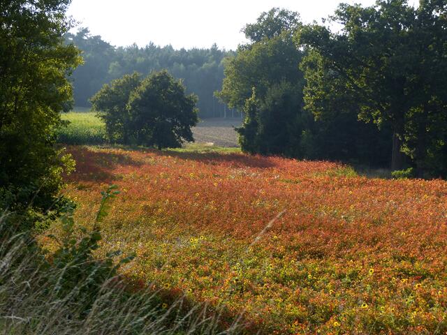 Eine besondere Abendstimmung am Sonnenblumenfeld.
