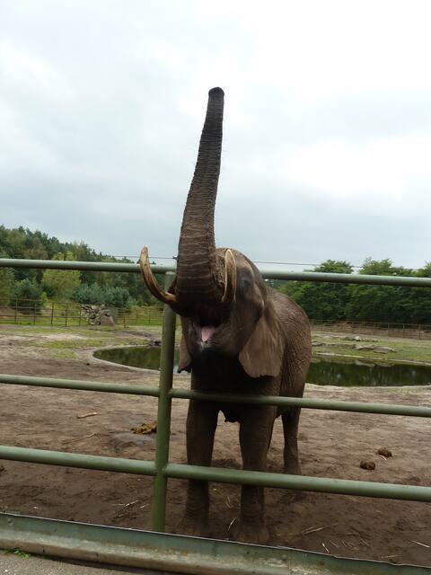 Jetzt ziel man genau,habe das Maul doch auf.