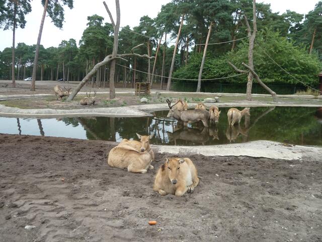 Ein Bad im kleinen See.