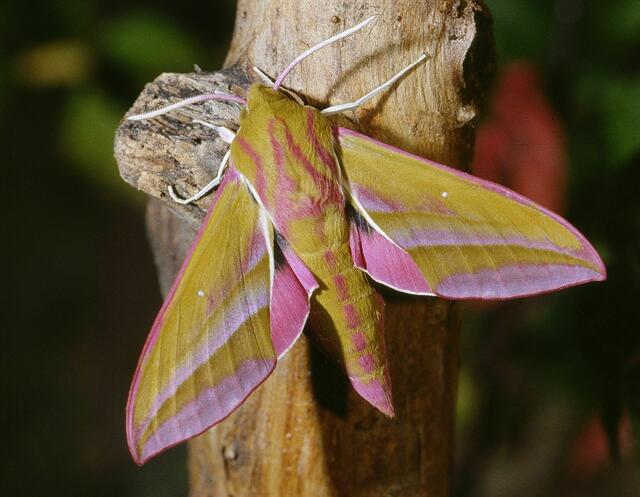Bild von Deilephila porcellus 04 CC BY-SA 3.0
Jean Pierre Hamon - Eigenes Werk - Wikipedia