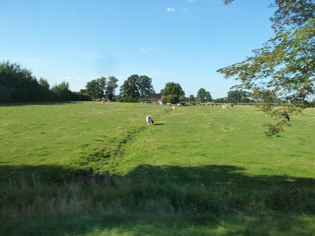 Im Hintergrund weiden Kühe.