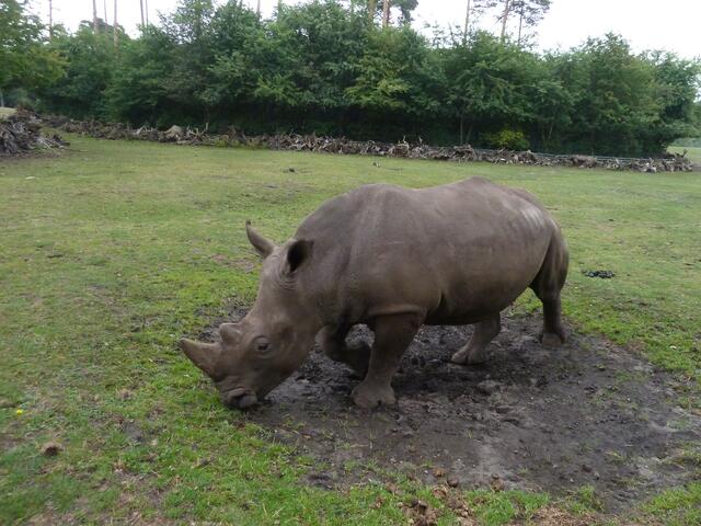 Sieht wunderschön aus.