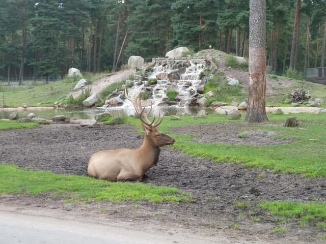 Ein Hirsch vor dem Wasserfall.