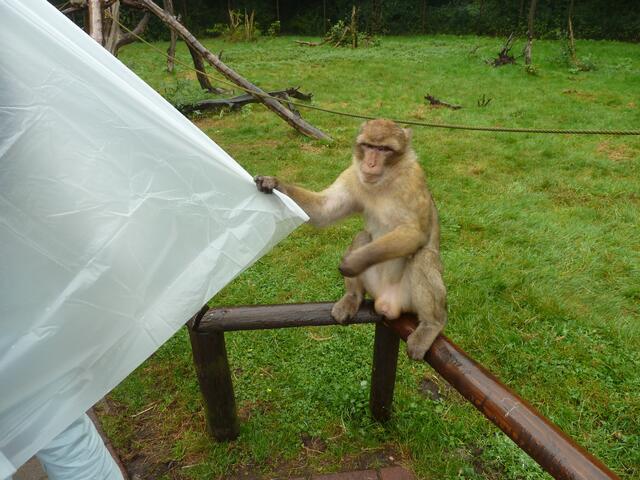 Den wollte er haben.