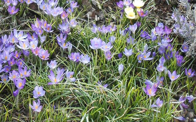 März: Frühling im Heimgarten