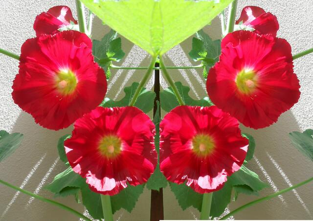 Juli: Blumen an der Hauswand