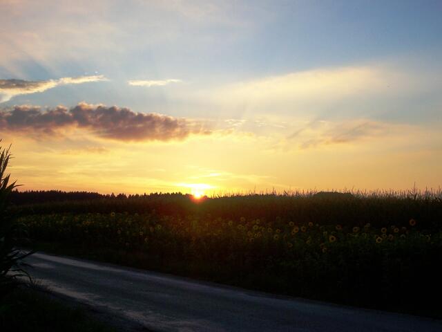 Sonnenuntergang am Maisfeld im August