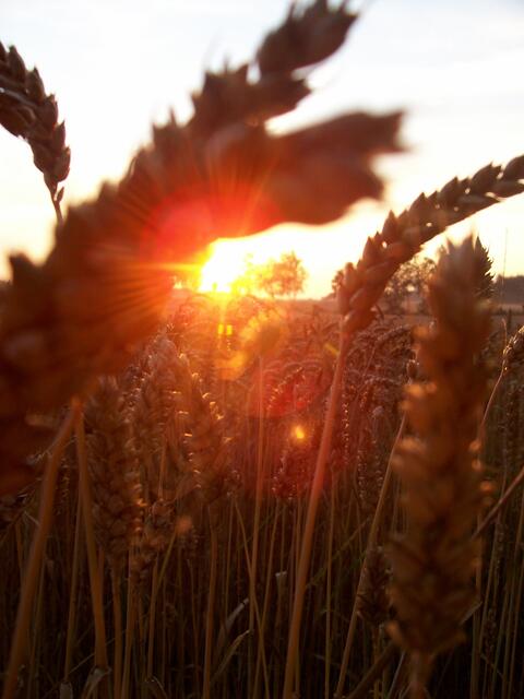 Sonnenuntergang am Getreidefeld im Juli