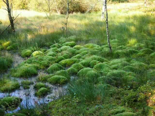 Impression Burgwald