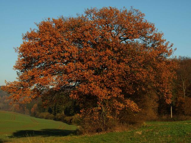 Herbstbaum im November