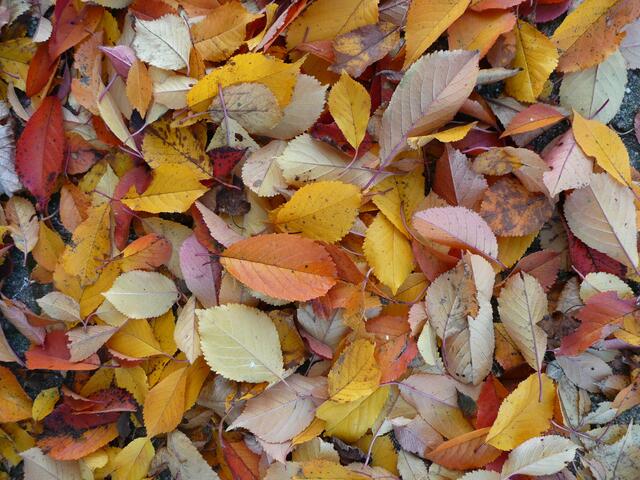 Farbenfrohes Herbstlaub in warmen Tönen