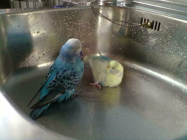 Die Badesaison ist eröffnet: Chico und Maja beim Baden im Spülbecken.