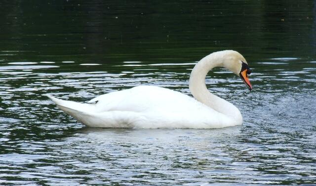 Schwan