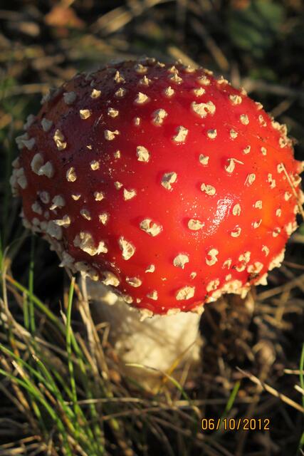 Septemberpilz