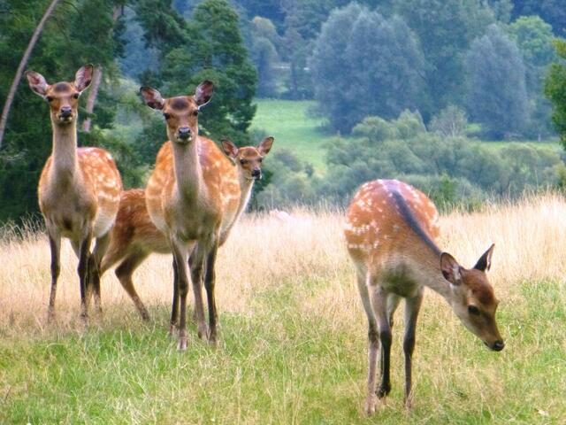 Diese vier waren auf einsamen Weg ausserhalb des Wildgeheges in Frankenberg
