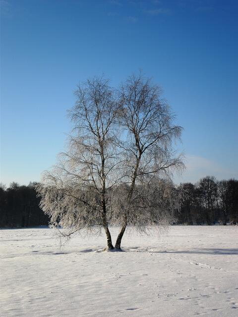 Birke im Wintersonnenlicht.