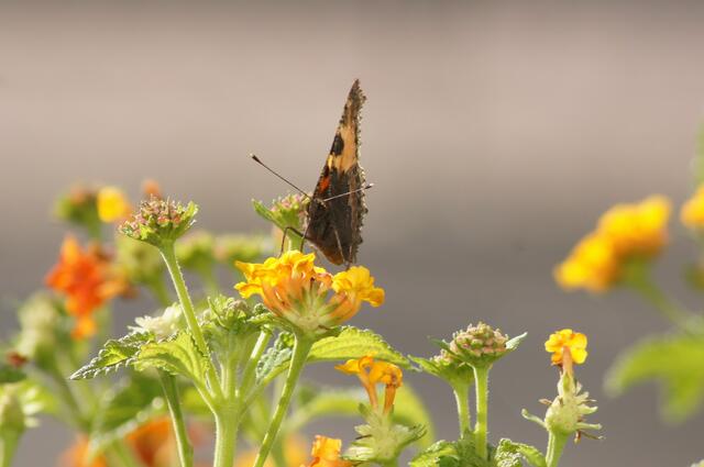 Schmetterling